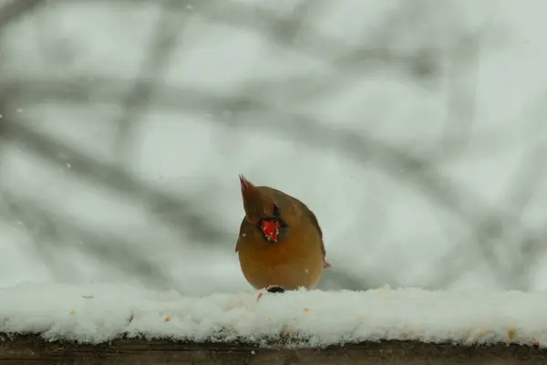 Kahverengi ahşap korkuluktaki bu güzel kardinalin görünüşüne bayılıyorum. Bu dişi bir kuş ve tüylerinin donuk bakır renklerinden anlayabilirsiniz. Her tarafı karla kaplı burada oturuyor..