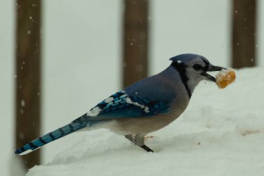 Mavi alakarga kuşunun fıstık almaya geldiği çok güzel bir sahne. Corvid 'in parlak mavi renkleri etraftaki güzel beyaz karların arasında duruyor..