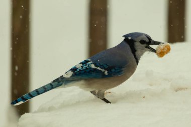 Mavi alakarga kuşunun fıstık almaya geldiği çok güzel bir sahne. Corvid 'in parlak mavi renkleri etraftaki güzel beyaz karların arasında duruyor..
