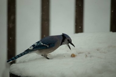 Mavi alakarga kuşunun fıstık almaya geldiği çok güzel bir sahne. Corvid 'in parlak mavi renkleri etraftaki güzel beyaz karların arasında duruyor..