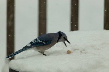 Mavi alakarga kuşunun fıstık almaya geldiği çok güzel bir sahne. Corvid 'in parlak mavi renkleri etraftaki güzel beyaz karların arasında duruyor..
