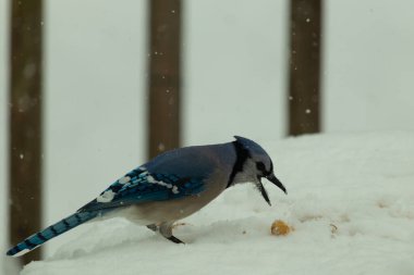 Mavi alakarga kuşunun fıstık almaya geldiği çok güzel bir sahne. Corvid 'in parlak mavi renkleri etraftaki güzel beyaz karların arasında duruyor..