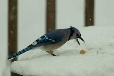 Mavi alakarga kuşunun fıstık almaya geldiği çok güzel bir sahne. Corvid 'in parlak mavi renkleri etraftaki güzel beyaz karların arasında duruyor..