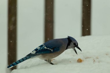 Mavi alakarga kuşunun fıstık almaya geldiği çok güzel bir sahne. Corvid 'in parlak mavi renkleri etraftaki güzel beyaz karların arasında duruyor..