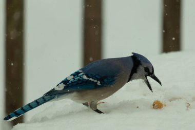 Mavi alakarga kuşunun fıstık almaya geldiği çok güzel bir sahne. Corvid 'in parlak mavi renkleri etraftaki güzel beyaz karların arasında duruyor..