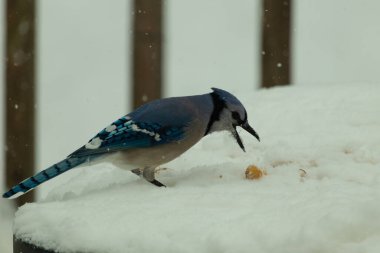 Mavi alakarga kuşunun fıstık almaya geldiği çok güzel bir sahne. Corvid 'in parlak mavi renkleri etraftaki güzel beyaz karların arasında duruyor..