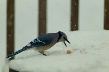 Mavi alakarga kuşunun fıstık almaya geldiği çok güzel bir sahne. Corvid 'in parlak mavi renkleri etraftaki güzel beyaz karların arasında duruyor..