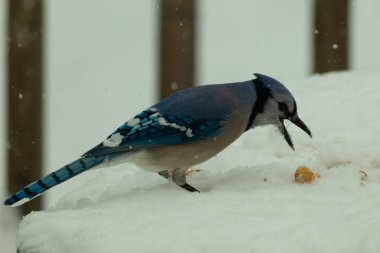 Mavi alakarga kuşunun fıstık almaya geldiği çok güzel bir sahne. Corvid 'in parlak mavi renkleri etraftaki güzel beyaz karların arasında duruyor..