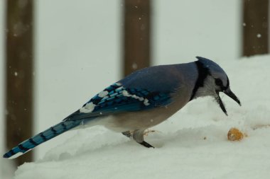 Mavi alakarga kuşunun fıstık almaya geldiği çok güzel bir sahne. Corvid 'in parlak mavi renkleri etraftaki güzel beyaz karların arasında duruyor..