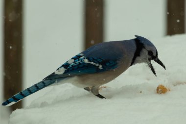 Mavi alakarga kuşunun fıstık almaya geldiği çok güzel bir sahne. Corvid 'in parlak mavi renkleri etraftaki güzel beyaz karların arasında duruyor..