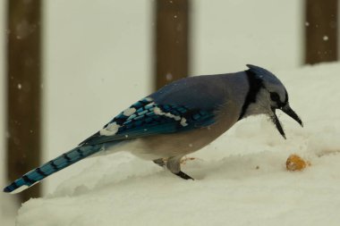 Mavi alakarga kuşunun fıstık almaya geldiği çok güzel bir sahne. Corvid 'in parlak mavi renkleri etraftaki güzel beyaz karların arasında duruyor..