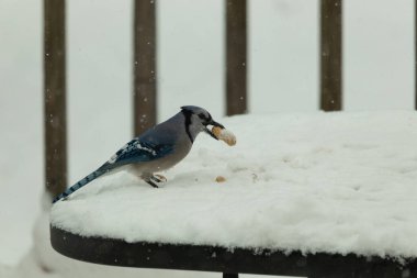 Mavi alakarga kuşunun fıstık almaya geldiği çok güzel bir sahne. Corvid 'in parlak mavi renkleri etraftaki güzel beyaz karların arasında duruyor..