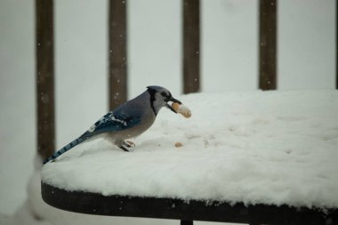Mavi alakarga kuşunun fıstık almaya geldiği çok güzel bir sahne. Corvid 'in parlak mavi renkleri etraftaki güzel beyaz karların arasında duruyor..