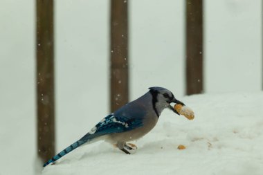 Mavi alakarga kuşunun fıstık almaya geldiği çok güzel bir sahne. Corvid 'in parlak mavi renkleri etraftaki güzel beyaz karların arasında duruyor..