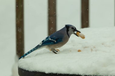 Mavi alakarga kuşunun fıstık almaya geldiği çok güzel bir sahne. Corvid 'in parlak mavi renkleri etraftaki güzel beyaz karların arasında duruyor..