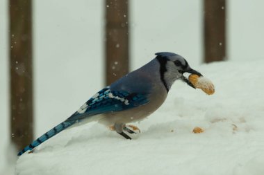 Mavi alakarga kuşunun fıstık almaya geldiği çok güzel bir sahne. Corvid 'in parlak mavi renkleri etraftaki güzel beyaz karların arasında duruyor..
