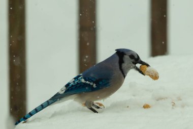 Mavi alakarga kuşunun fıstık almaya geldiği çok güzel bir sahne. Corvid 'in parlak mavi renkleri etraftaki güzel beyaz karların arasında duruyor..