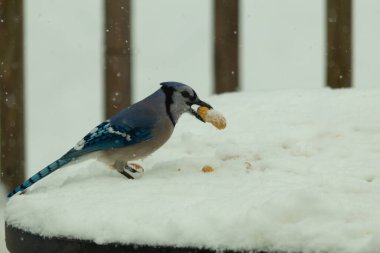 Mavi alakarga kuşunun fıstık almaya geldiği çok güzel bir sahne. Corvid 'in parlak mavi renkleri etraftaki güzel beyaz karların arasında duruyor..