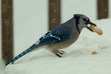 Mavi alakarga kuşunun fıstık almaya geldiği çok güzel bir sahne. Corvid 'in parlak mavi renkleri etraftaki güzel beyaz karların arasında duruyor..