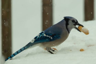 Mavi alakarga kuşunun fıstık almaya geldiği çok güzel bir sahne. Corvid 'in parlak mavi renkleri etraftaki güzel beyaz karların arasında duruyor..