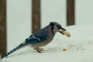 Mavi alakarga kuşunun fıstık almaya geldiği çok güzel bir sahne. Corvid 'in parlak mavi renkleri etraftaki güzel beyaz karların arasında duruyor..