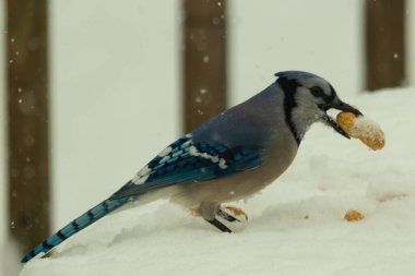 Mavi alakarga kuşunun fıstık almaya geldiği çok güzel bir sahne. Corvid 'in parlak mavi renkleri etraftaki güzel beyaz karların arasında duruyor..