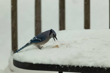 Mavi alakarga kuşunun fıstık almaya geldiği çok güzel bir sahne. Corvid 'in parlak mavi renkleri etraftaki güzel beyaz karların arasında duruyor..