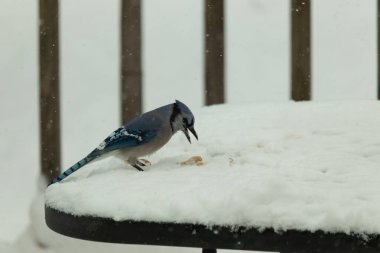 Mavi alakarga kuşunun fıstık almaya geldiği çok güzel bir sahne. Corvid 'in parlak mavi renkleri etraftaki güzel beyaz karların arasında duruyor..