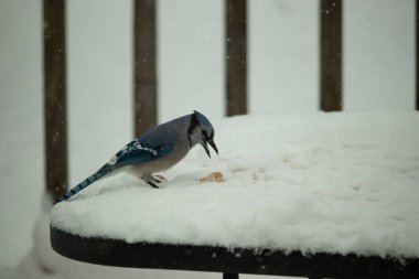Mavi alakarga kuşunun fıstık almaya geldiği çok güzel bir sahne. Corvid 'in parlak mavi renkleri etraftaki güzel beyaz karların arasında duruyor..