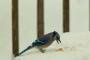 Mavi alakarga kuşunun fıstık almaya geldiği çok güzel bir sahne. Corvid 'in parlak mavi renkleri etraftaki güzel beyaz karların arasında duruyor..