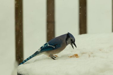 Mavi alakarga kuşunun fıstık almaya geldiği çok güzel bir sahne. Corvid 'in parlak mavi renkleri etraftaki güzel beyaz karların arasında duruyor..