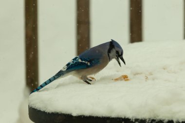 Mavi alakarga kuşunun fıstık almaya geldiği çok güzel bir sahne. Corvid 'in parlak mavi renkleri etraftaki güzel beyaz karların arasında duruyor..