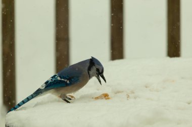 Mavi alakarga kuşunun fıstık almaya geldiği çok güzel bir sahne. Corvid 'in parlak mavi renkleri etraftaki güzel beyaz karların arasında duruyor..