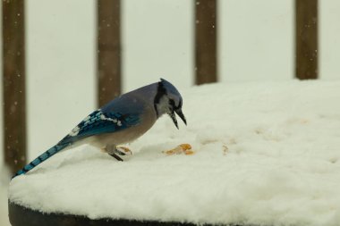 Mavi alakarga kuşunun fıstık almaya geldiği çok güzel bir sahne. Corvid 'in parlak mavi renkleri etraftaki güzel beyaz karların arasında duruyor..