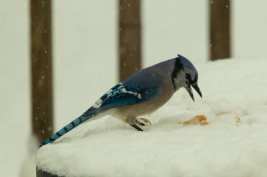 Mavi alakarga kuşunun fıstık almaya geldiği çok güzel bir sahne. Corvid 'in parlak mavi renkleri etraftaki güzel beyaz karların arasında duruyor..