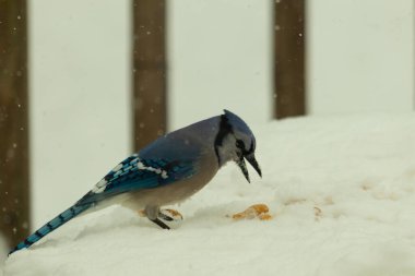 Mavi alakarga kuşunun fıstık almaya geldiği çok güzel bir sahne. Corvid 'in parlak mavi renkleri etraftaki güzel beyaz karların arasında duruyor..
