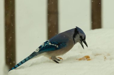 Mavi alakarga kuşunun fıstık almaya geldiği çok güzel bir sahne. Corvid 'in parlak mavi renkleri etraftaki güzel beyaz karların arasında duruyor..