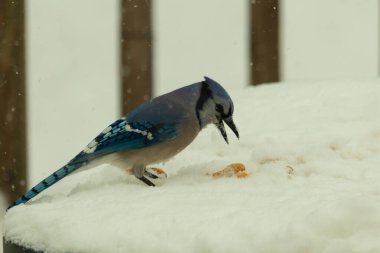 Mavi alakarga kuşunun fıstık almaya geldiği çok güzel bir sahne. Corvid 'in parlak mavi renkleri etraftaki güzel beyaz karların arasında duruyor..