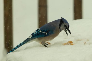 Mavi alakarga kuşunun fıstık almaya geldiği çok güzel bir sahne. Corvid 'in parlak mavi renkleri etraftaki güzel beyaz karların arasında duruyor..
