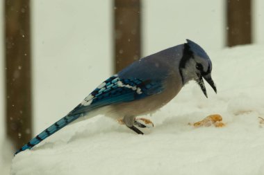 Mavi alakarga kuşunun fıstık almaya geldiği çok güzel bir sahne. Corvid 'in parlak mavi renkleri etraftaki güzel beyaz karların arasında duruyor..