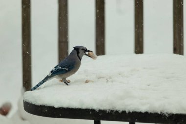 Mavi alakarga kuşunun fıstık almaya geldiği çok güzel bir sahne. Corvid 'in parlak mavi renkleri etraftaki güzel beyaz karların arasında duruyor..