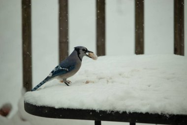 Mavi alakarga kuşunun fıstık almaya geldiği çok güzel bir sahne. Corvid 'in parlak mavi renkleri etraftaki güzel beyaz karların arasında duruyor..