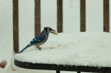 Mavi alakarga kuşunun fıstık almaya geldiği çok güzel bir sahne. Corvid 'in parlak mavi renkleri etraftaki güzel beyaz karların arasında duruyor..