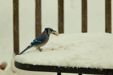 Mavi alakarga kuşunun fıstık almaya geldiği çok güzel bir sahne. Corvid 'in parlak mavi renkleri etraftaki güzel beyaz karların arasında duruyor..
