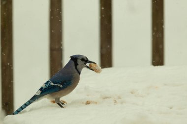 Mavi alakarga kuşunun fıstık almaya geldiği çok güzel bir sahne. Corvid 'in parlak mavi renkleri etraftaki güzel beyaz karların arasında duruyor..