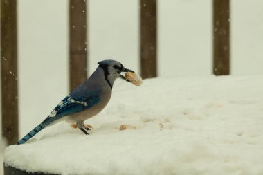 Mavi alakarga kuşunun fıstık almaya geldiği çok güzel bir sahne. Corvid 'in parlak mavi renkleri etraftaki güzel beyaz karların arasında duruyor..