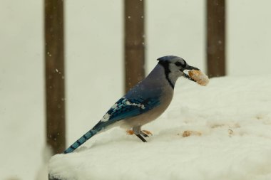 Mavi alakarga kuşunun fıstık almaya geldiği çok güzel bir sahne. Corvid 'in parlak mavi renkleri etraftaki güzel beyaz karların arasında duruyor..