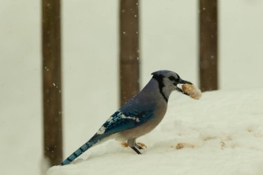 Mavi alakarga kuşunun fıstık almaya geldiği çok güzel bir sahne. Corvid 'in parlak mavi renkleri etraftaki güzel beyaz karların arasında duruyor..