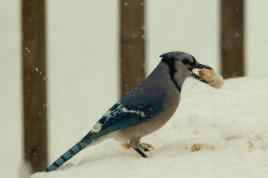 Mavi alakarga kuşunun fıstık almaya geldiği çok güzel bir sahne. Corvid 'in parlak mavi renkleri etraftaki güzel beyaz karların arasında duruyor..