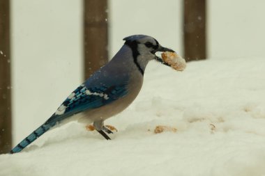 Mavi alakarga kuşunun fıstık almaya geldiği çok güzel bir sahne. Corvid 'in parlak mavi renkleri etraftaki güzel beyaz karların arasında duruyor..